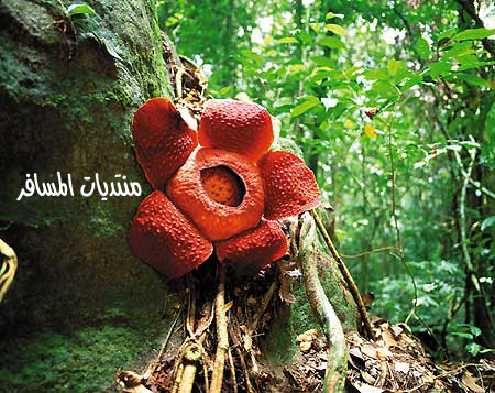 Bunga Pakma (Rafflesia) tumbuh dari pohon